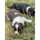 Mascotas,cachorros Border Collie