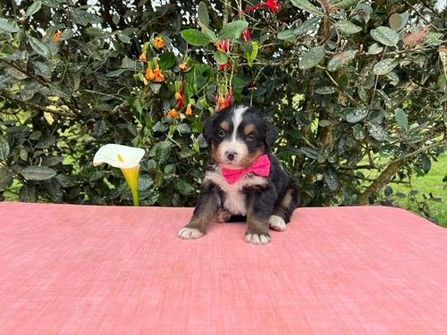 Cachorro Bernes De La Montaña 