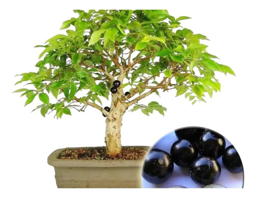 Bonsai De Jabuticaba Com 5 Anos , Já Florindo Cultive O Amor