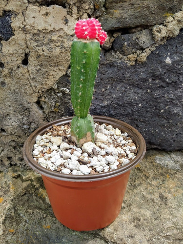 Cactus Injerto Cactácea Suculenta Raro Exótico Gymnocalycium