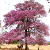 Muda De Pau De Rosas