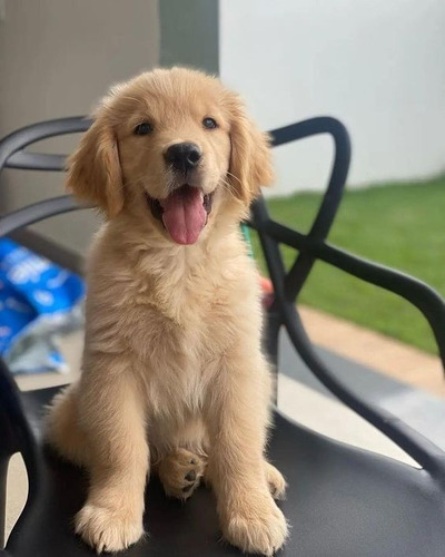 Perros Cachorros Golden Retriever Retiver Puppy