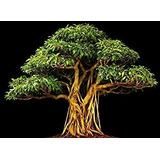 10 Sementes Bonsai Ficus Religiosa Arvore P/ Mudas Frete Barato
