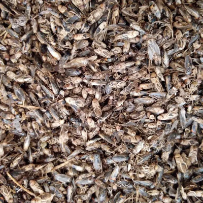 Mosco Seco 1.5kg  Comida Para Pajaros,tortugas,ranas | Meses sin interés