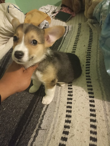 Hermoso Y Último Cachorro Welsh Corgi De Oportunidad 