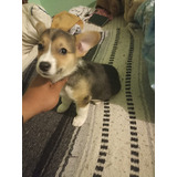 Hermoso Y Último Cachorro Welsh Corgi De Oportunidad 