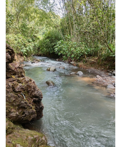 Venta Finca En Produccion Platano Y Aguacate Ulloa - Valle - Imagen 4