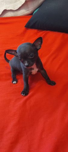 Chihuahua Machito 