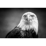 Águila Calva Americana 60x90cm Cuadro Canvas Decorativo