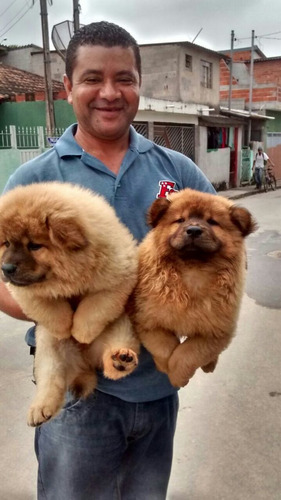 Chow Chow Lindíssimo Filhotes Vacinados Vermifugados 