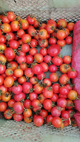 Semillas Tomate Cherry Rosado Prosperidad 