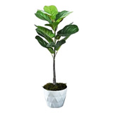 Planta Artificial Ficus Decorativa Con Maceta + Pasto 79 Cm