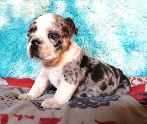 Bulldog Ingles Hembra Exótica Blue And Tan Pied Merle.