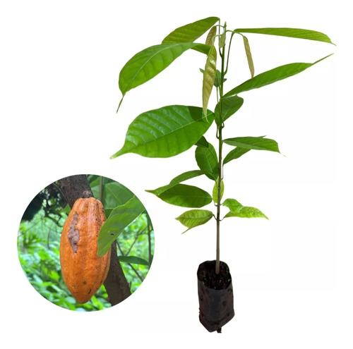 2 Arboles De Cacao, Cocoa, Chocolate Real Enano Para Maceta