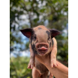 Mini Porco Fêmea - Excelente Linhagem - Filhotes