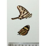  Mariposas Disecadas Antiguas Para Colección 