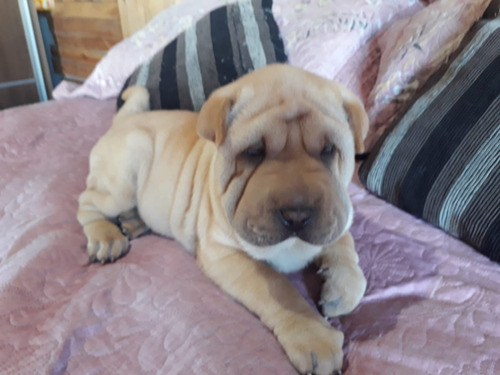 Linda Fêmea De Sharpei, Excelente Linhagem E Padrão 