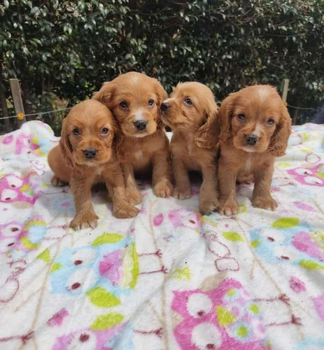 Cachorros Cocker Spaniel.