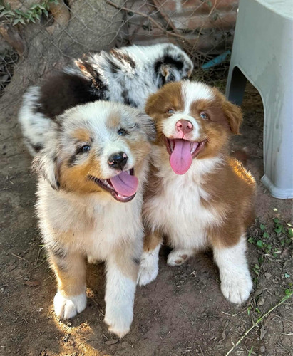 Cachorros Pastor Australiano - Australian Shepherd