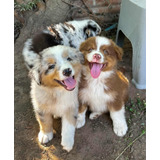 Cachorros Pastor Australiano - Australian Shepherd