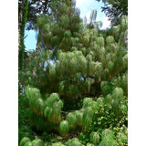 100 Semillas Aprox. Pino Real O Lacio - Pinus Pseudostrobus