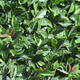 Enredadera Artificial 3d Plus Photinia 1.5x3 Mts