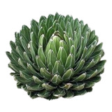 Maguey Noa ( Cactus ) Agave Victoria Reginae 10x10cm