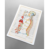 Anatomía Humana 199 Sistema Nervioso Autónomo Lámina Pósters