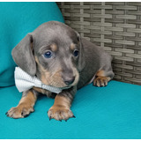 Cachorro Teckel Blue And Tan Animal Pets Colombia 