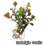 Ludwígia Ovalis Linda Planta Natural Aquario Plantado