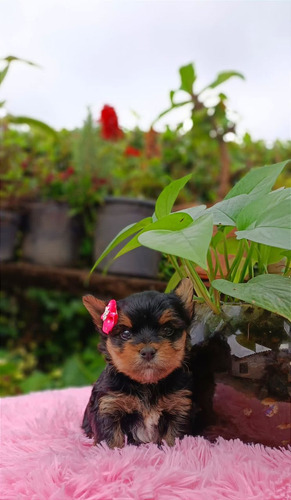 Cachorra Yorkie Hembra Medellin, Bogotá Animal Pets Colombia