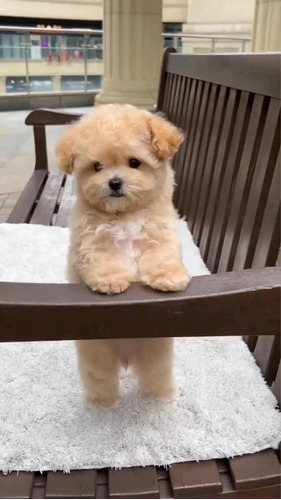 Maltipoo Cachorros Adorables