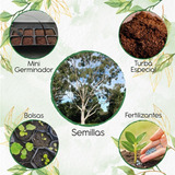 100 Semillas De Eucalipto Citriodora + Kit De Germinación 