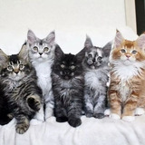 Filhotes De Maine Coon