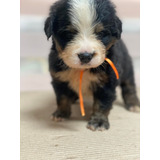 Perro Bernés De La Montaña Mascotas Rionegro