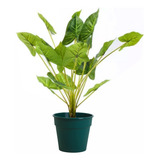 Planta Artificial Interior Decoracion Singonio 55cm + Maceta