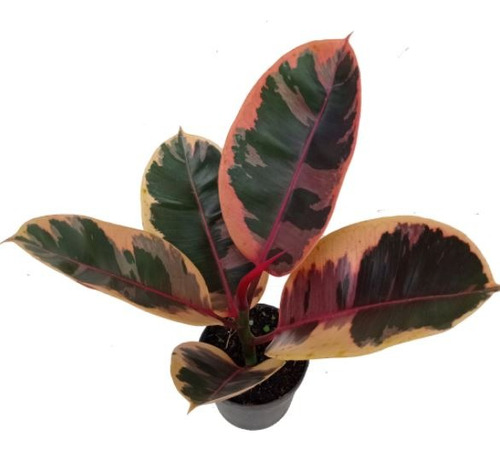 Ficus Elástica Ruby - Ficus Tineke - Árbol De Caucho
