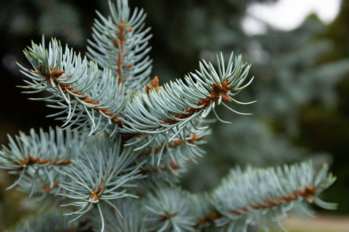 Abeto Azul Picea Pungens Árbol Ornamental