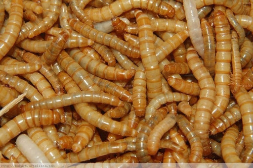 Tenebrio Molitor, Tenébras, Frete Gratis (250 Larvas)