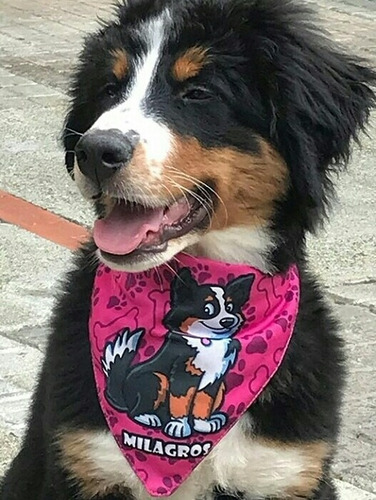 Pañoleta Collar Personalizada Gra - Unidad a $23000