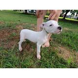 Dogo Argentino Puerto Gaitán Meta 