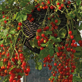 100 Sementes Tomate Cereja Samambaia Red - Jardim Decoração