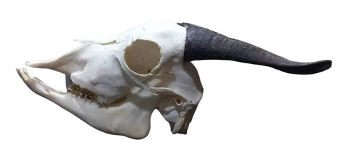 Cranio Natural De Bode (b) / Trofeu / Caveira