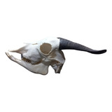 Cranio Natural De Bode (b) / Trofeu / Caveira