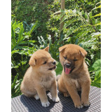 Shiba Inu Raza