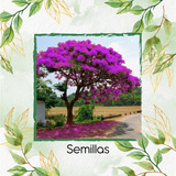 20 Semillas De Árbol Acacia Rosa