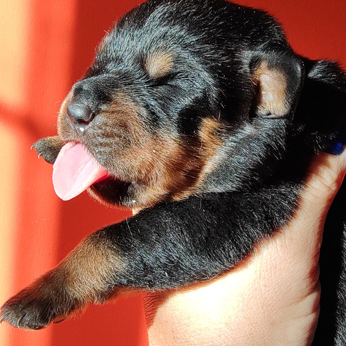 Rottweiler Cachorros Pedigree Y Estudios.