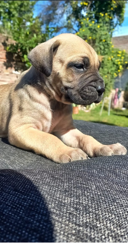 Cachorros Cruza Fila Brasilero- Bullmastiff 