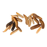 Larvas Mosca Soldado Mascotas -erizo, Aves,  6000 Grs