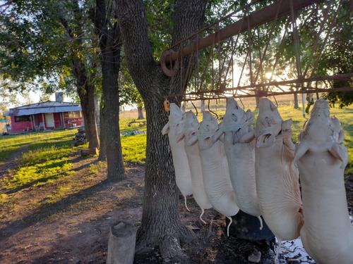 Lechon De Campo -fresco